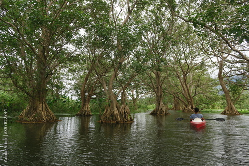 canoe through a mangrove forest