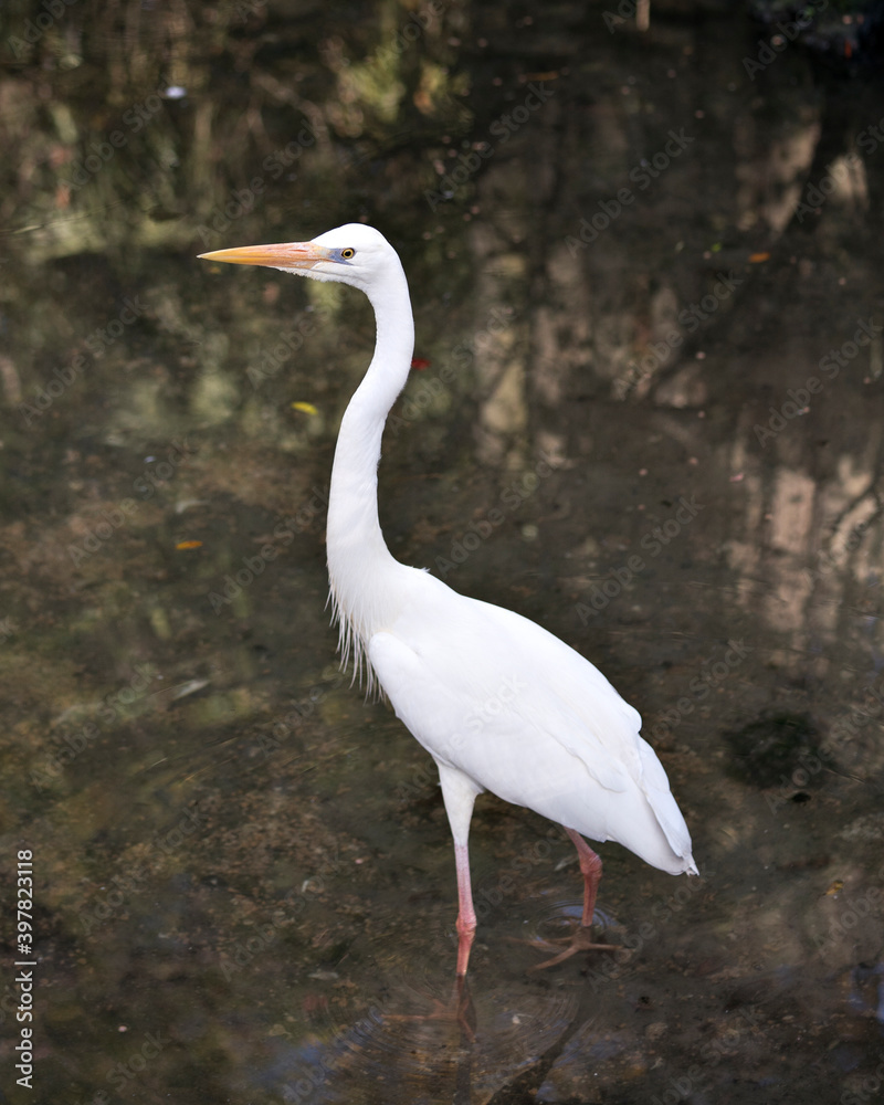 Fototapeta premium White Heron stock photo. White Heron bird close-up profile view in the water displaying its white feather plumage, body, head, eye, beak, with blur water background in its environment and habitat.