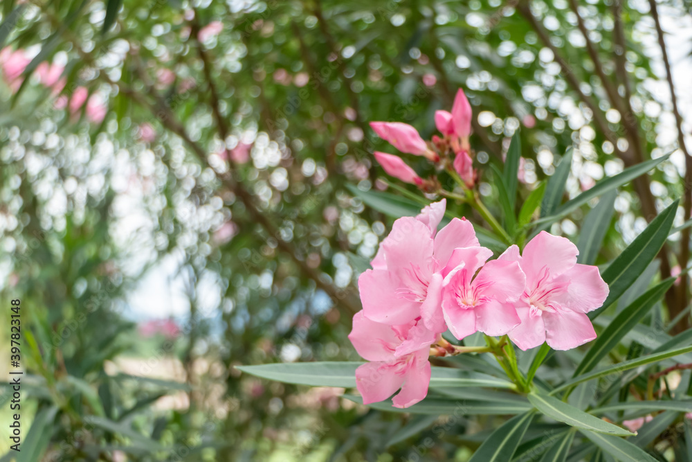 Beautiful pink flowers in the garden. Beautiful pink flowers in the garden.