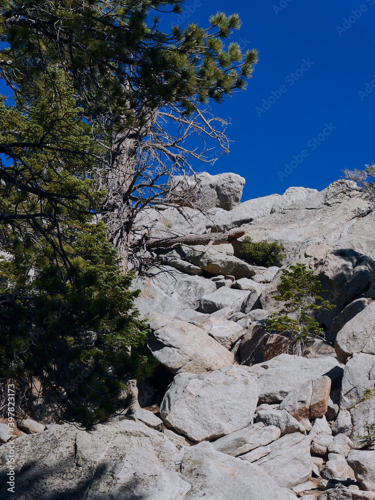 Trees in Mount San Jacinto State Park, Palm Springs, Riverside County, California Trees in Mount San Jacinto State Park, Palm Springs, Riverside County, California