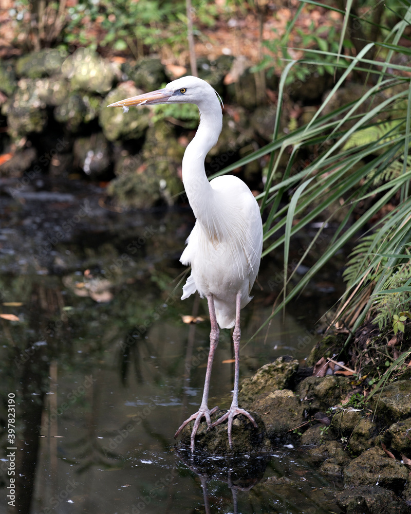 Naklejka premium White Heron stock photo. close-up profile view standing on rock and exposing its body, head, long neck, beak, long legs in its environment and habitat with a foliage background.