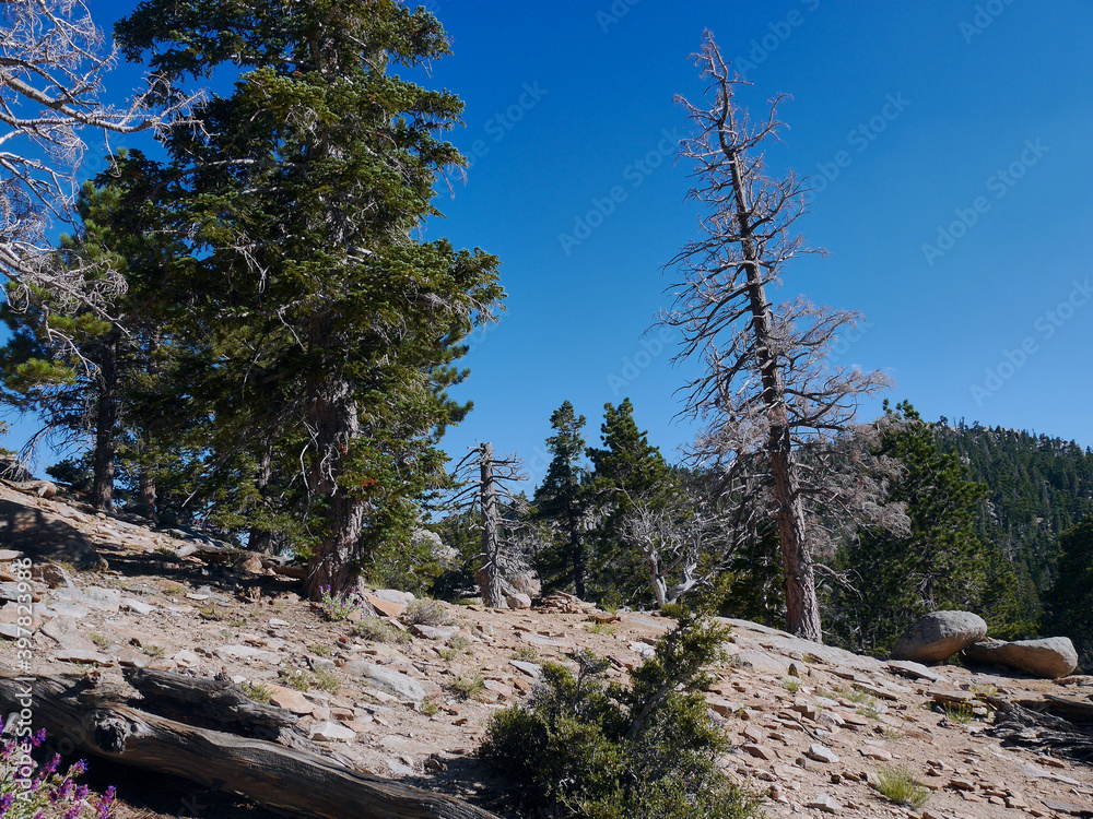 Trees in Mount San Jacinto State Park, Palm Springs, Riverside County, California Trees in Mount San Jacinto State Park, Palm Springs, Riverside County, California