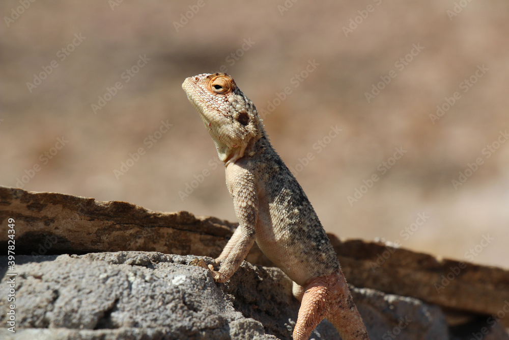 lizard on a rock lizard on a rock