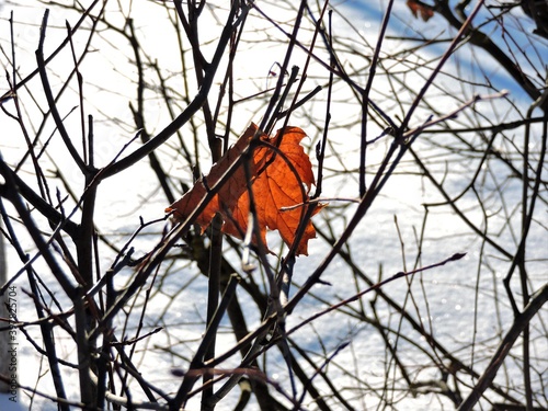 Frozen leaf on the tree in winter