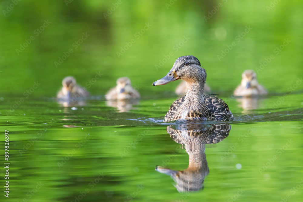 Fototapeta premium mallard babies (Anas platyrhynchos) in spring