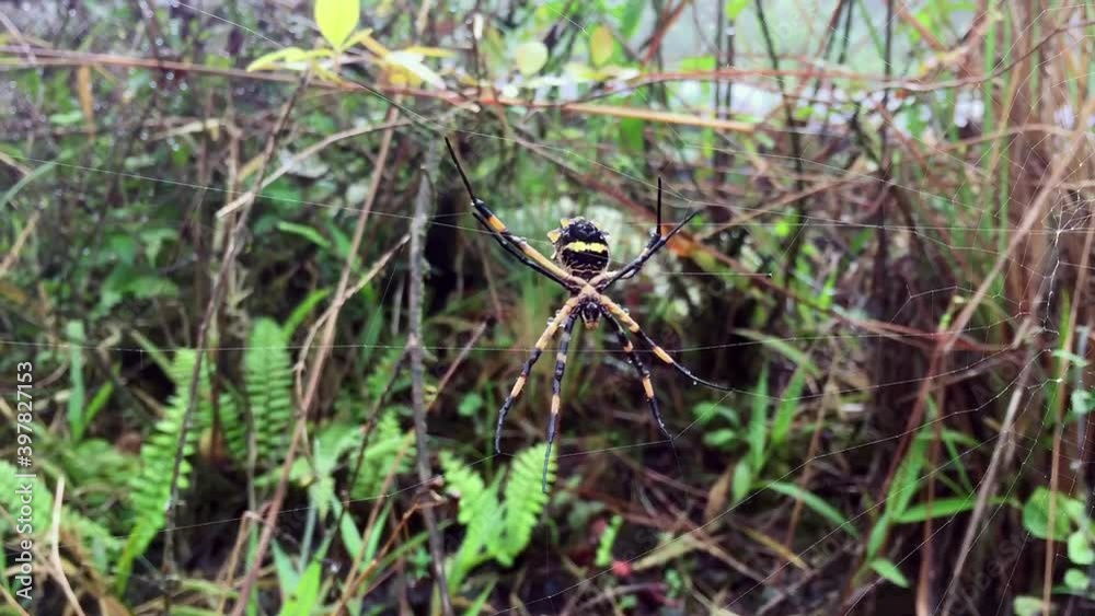 Large Argiope Argentata spider climbing in its web. Large Argiope Argentata spider climbing in its web.