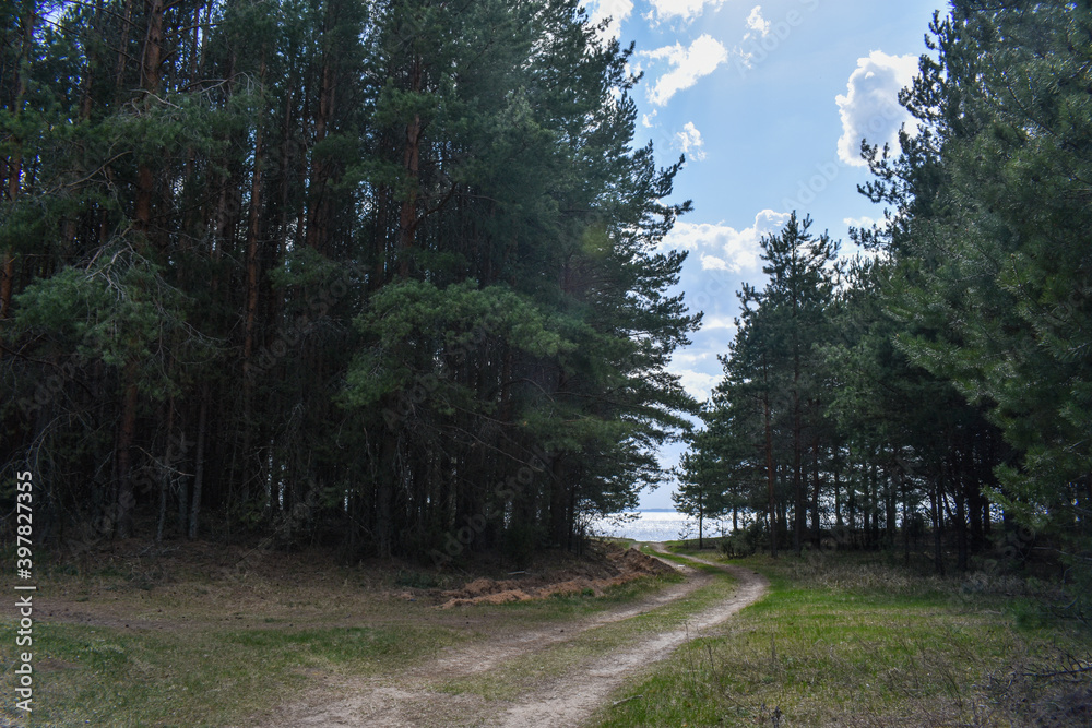 Fototapeta premium summer coast of the Volga River