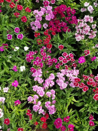 Dianthus is a flower with bright butterfly-like petals of bright pink color. pink flowers in a garden