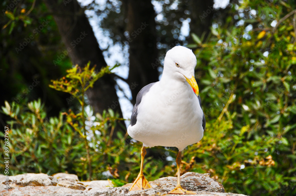 Fototapeta premium Seagull on a background of green tree branches. A bright sunny day. September 12, 2018