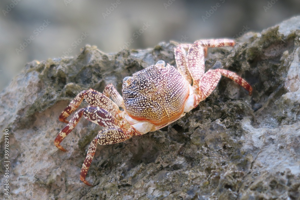 crab on a rock