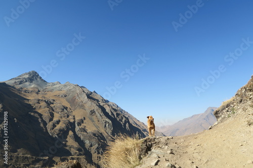 dog in the mountains