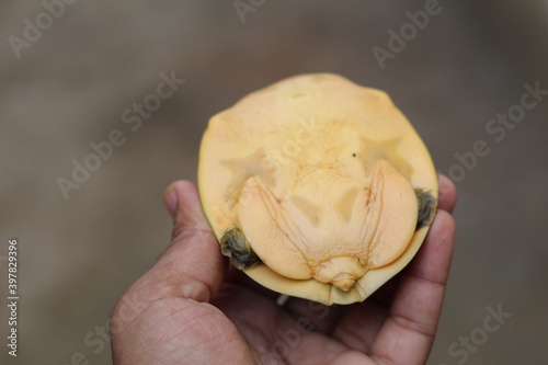 cute little terrapin in nice blur background cute baby turtle wildlife photography photo