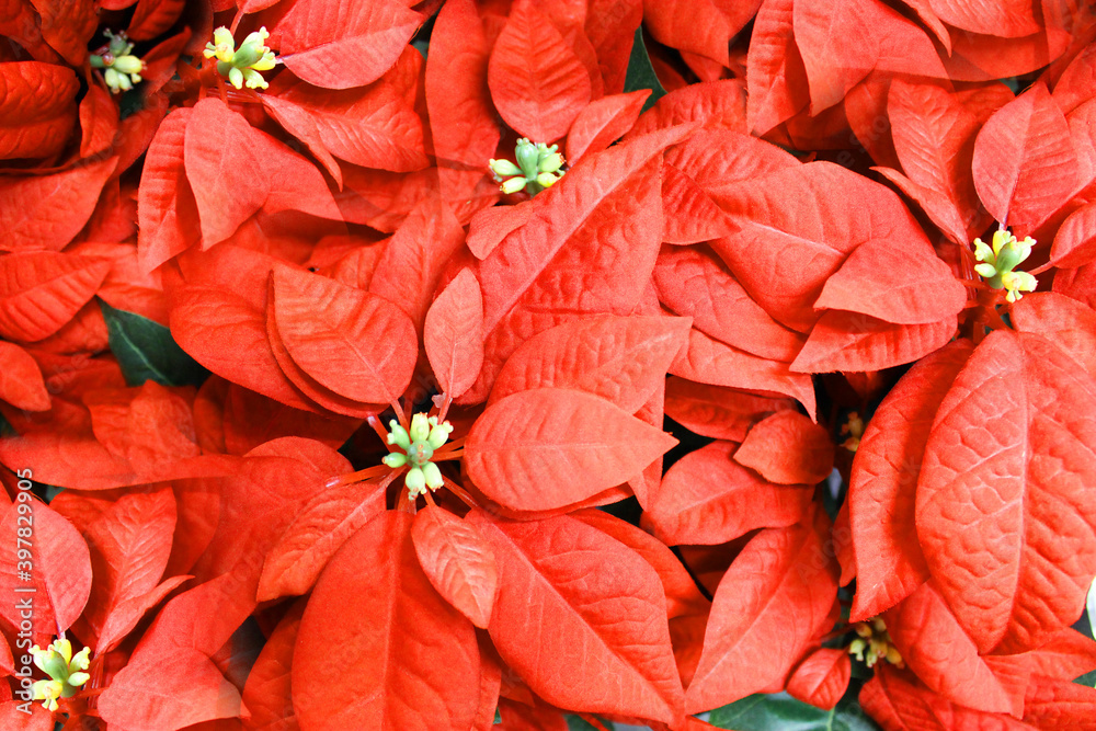 Bright red poinsettia plant, houseplant for the Christmas season. Christmas traditional red flower full of Christmas seasonal flowers and plants in a garden shop. banner size