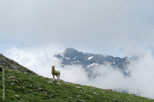 sheep in the mountains