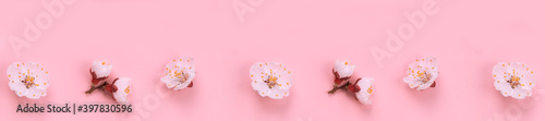 Fresh spring apricot flowers on pink paper background.