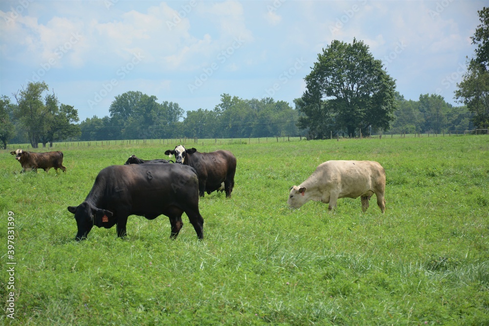 cows grazing in a field