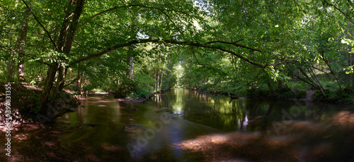 The river and streams flowing slowly in deep green forest  ravine and tall trees