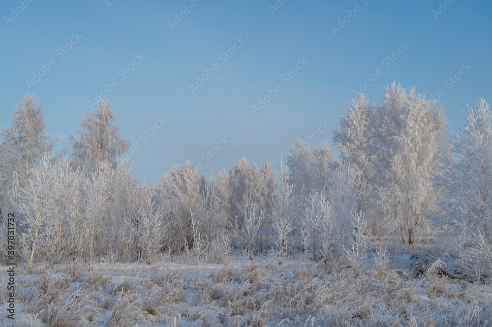 snow covered trees snow covered trees