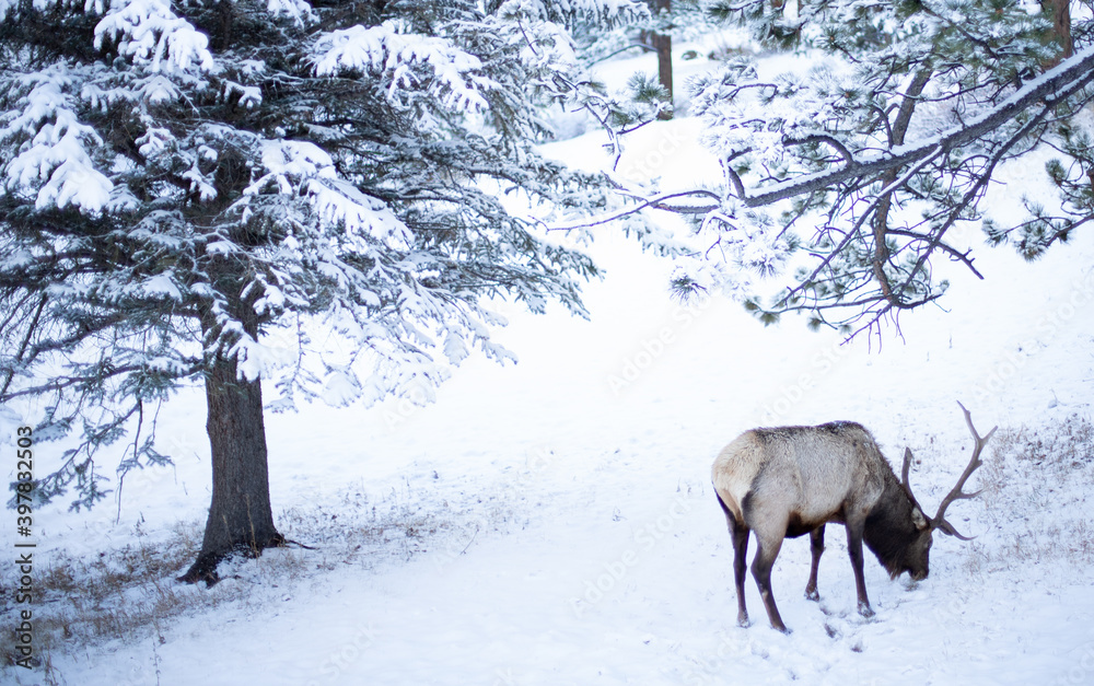 Elk in the Snow Elk in the Snow