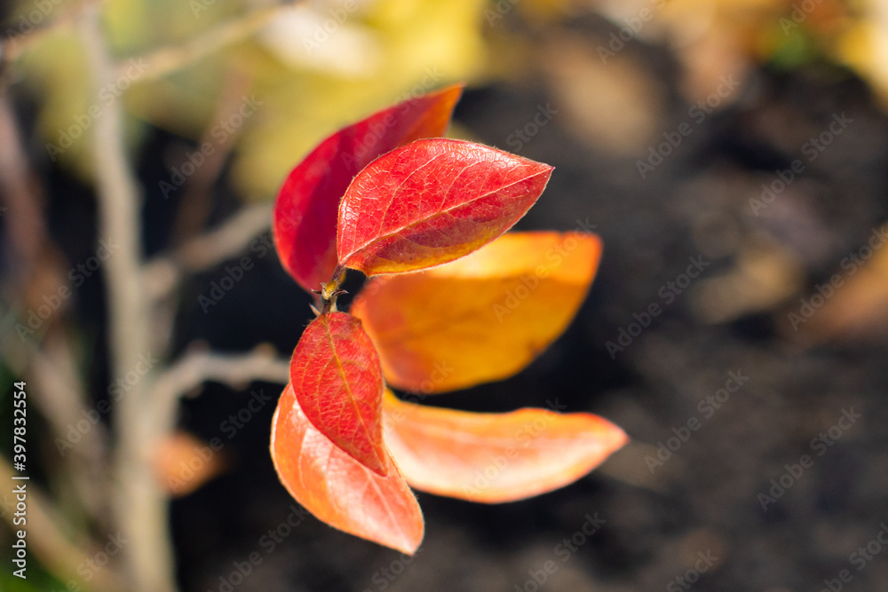 red-orange petals in the village garden