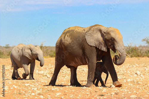 Elephant with baby in Etosha national park Namibia