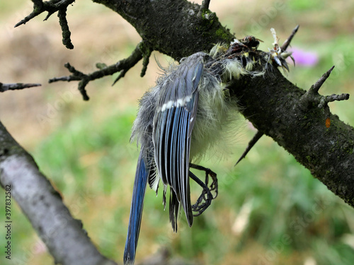Resztki po sikorze modrej (Cyanistes caeruleus) zostały umieszczone na kolcach drzewa, jest to robota Dzierzby (Laniidae)