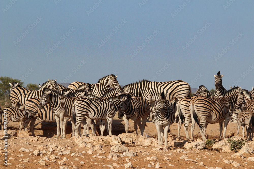 herd of zebras in Etosha National Park at one of the water holes, Namibia herd of zebras in Etosha National Park at one of the water holes, Namibia