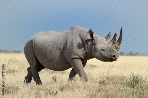 Tela white rhino in the wild, Etosha National Park Namibia, huge animal one of the bi