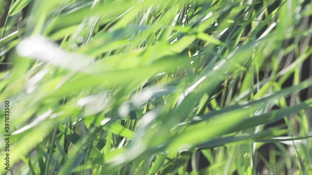 Closeup of bulrush blades waving in the wind Closeup of bulrush blades waving in the wind