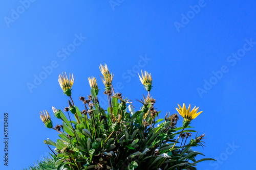 Many vivid yellow gazania flowers and blooms and green leaves in soft focus, in a garden pot in a sunny summer day, beautiful outdoor floral background.
