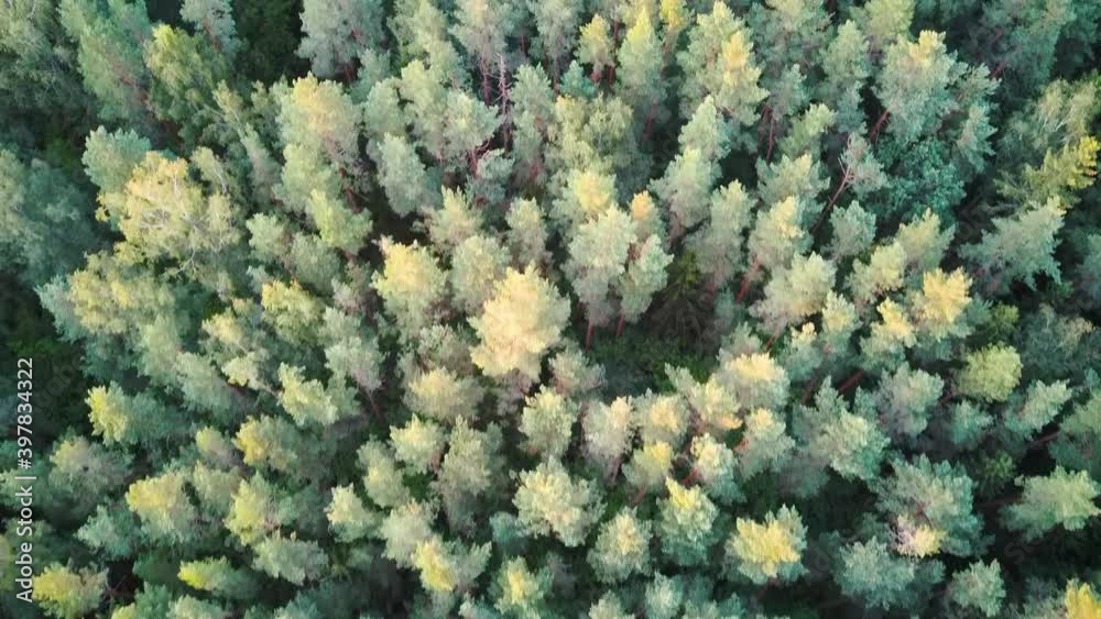 Aerial Top Down View of Green Pine and Spruce Conifer Treetops Forest in the Autumn. Nature Background Footage. 4K Video Aerial Top Down View of Green Pine and Spruce Conifer Treetops Forest in the Autumn. Nature Background Footage. 4K Video