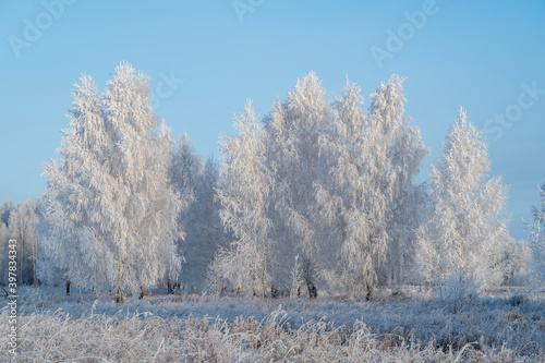 snow covered trees in winter