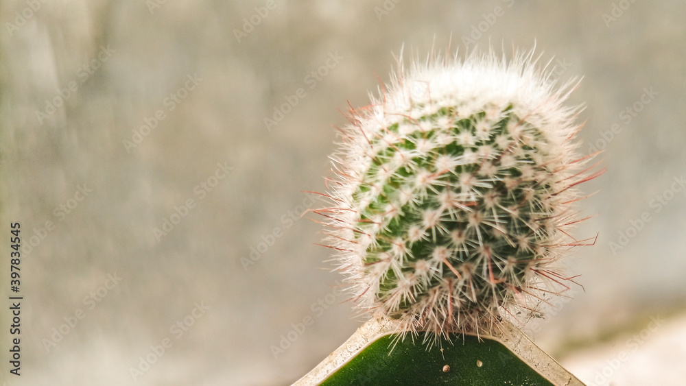mini cactus collection for display on the table mini cactus collection for display on the table