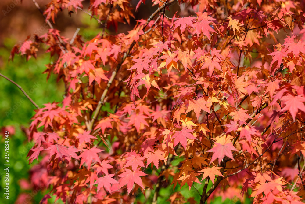 Many orange and red leaves of maple tree colored during the cold autumn days in a botanical garden, beautiful outdoor background photographed with soft focus. Many orange and red leaves of maple tree colored during the cold autumn days in a botanical garden, beautiful outdoor background photographed with soft focus.