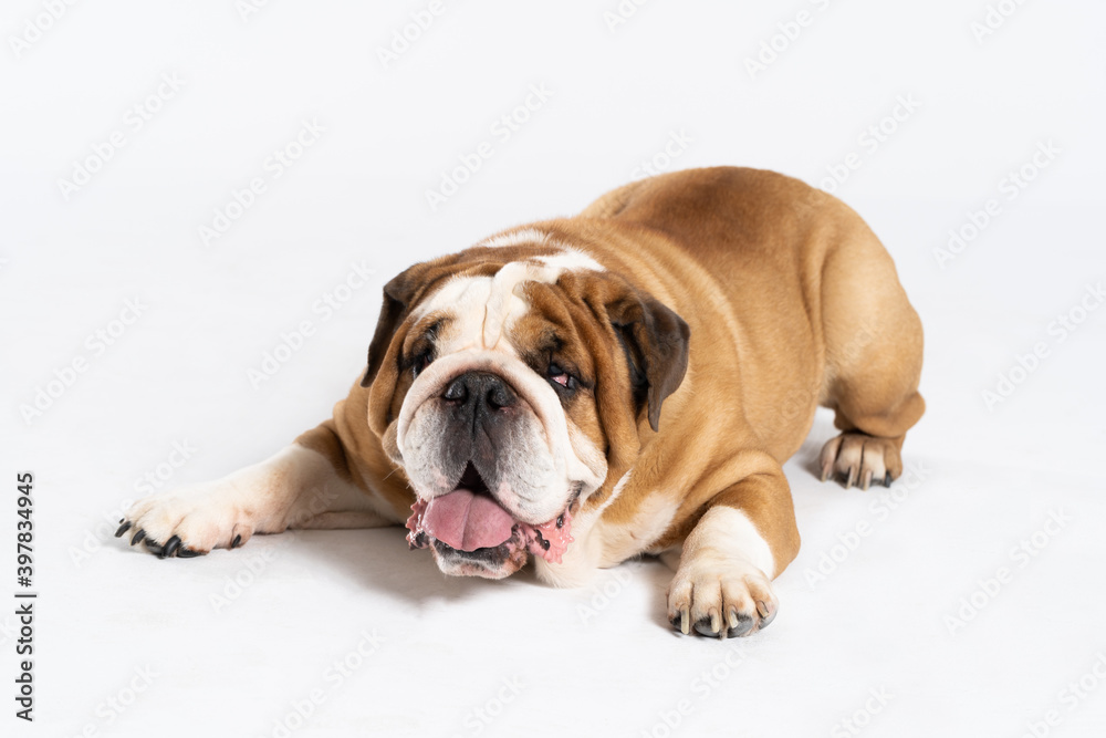 An English Bulldog is lying with its mouth open on a white background. The English Bulldog is a purebred dog with a pedigree. The breed of dog belongs to the moloss group.