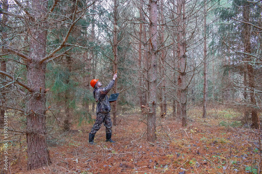 Forest engineer works in a pine forest with a computer. Forestry and forest inventory. Real people work. Selective focus on a man in a helmet. Forest engineer works in a pine forest with a computer. Forestry and forest inventory. Real people work. Selective focus on a man in a helmet.