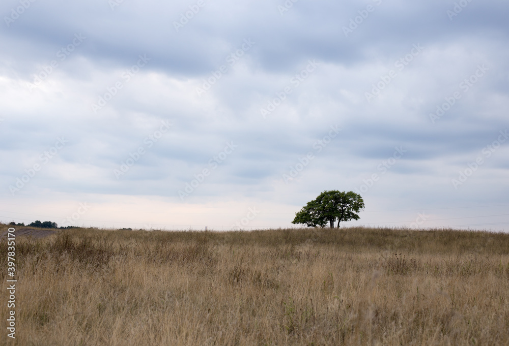 Lonely tree against the background of the autumn sky