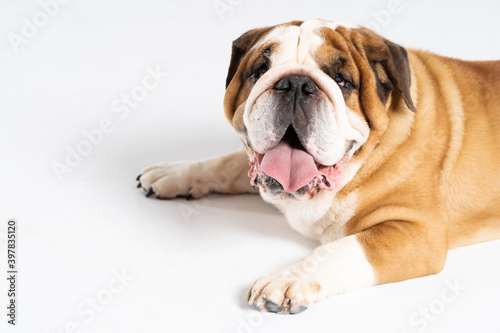 An English Bulldog is lying with its mouth open on a white background. The English Bulldog is a purebred dog with a pedigree. The breed of dog belongs to the moloss group. © fotodrobik