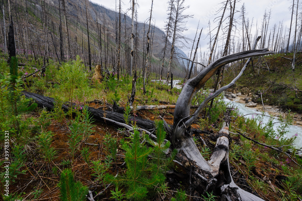 Burnt forest in Kootenay National Park, Canada Burnt forest in Kootenay National Park, Canada