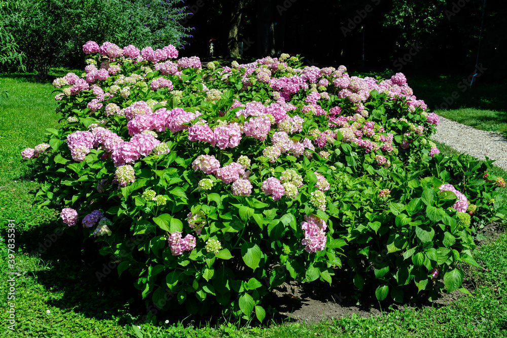 Magenta pink hydrangea macrophylla or hortensia shrub in full bloom in a flower pot, with fresh green leaves in the background, in a garden in a sunny summer day. Magenta pink hydrangea macrophylla or hortensia shrub in full bloom in a flower pot, with fresh green leaves in the background, in a garden in a sunny summer day.