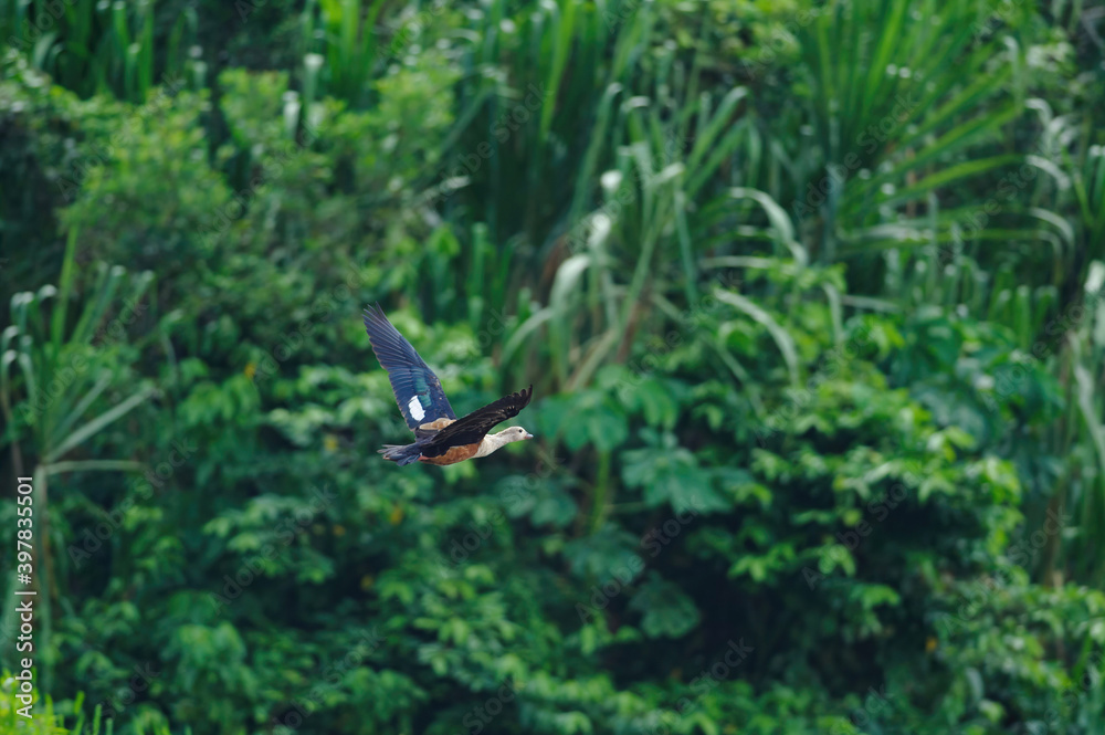 Obraz premium Orinoco Goose - Neochen jubata flying in Tambopata National Reserve, Peru