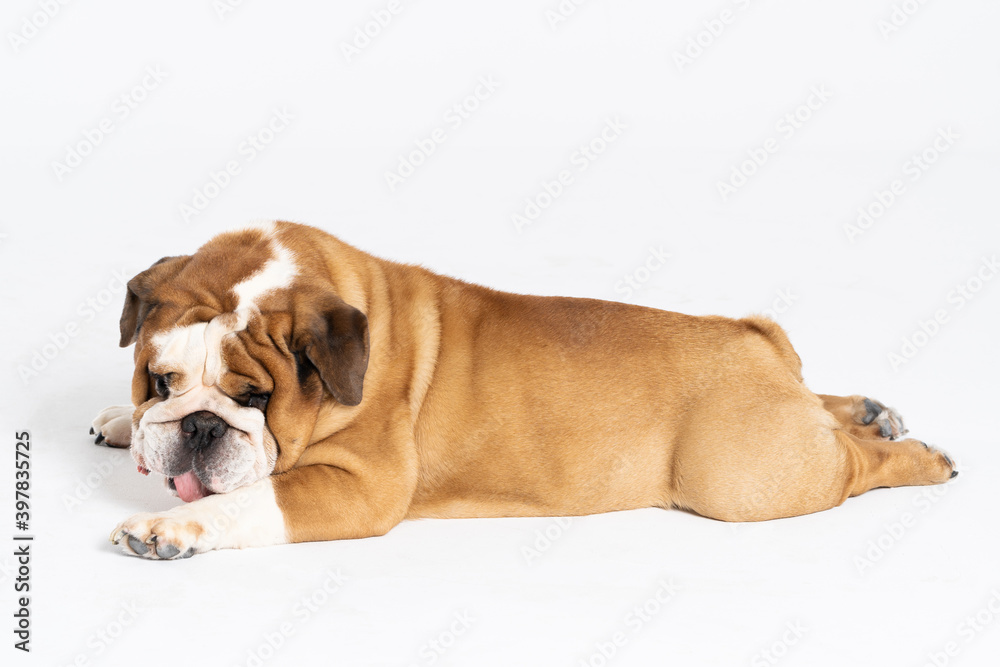 An English Bulldog is licking its front paw and is isolated on white. The English Bulldog is a purebred dog with a pedigree. The breed of dog belongs to the moloss group.