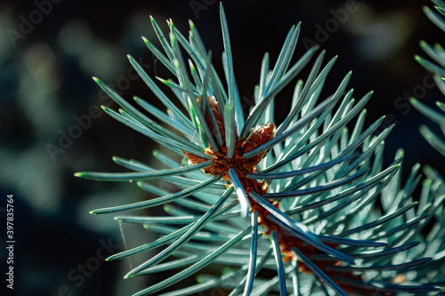 christmas branches