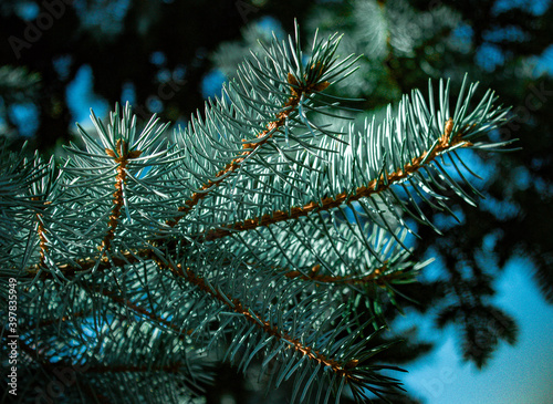 christmas tree branches