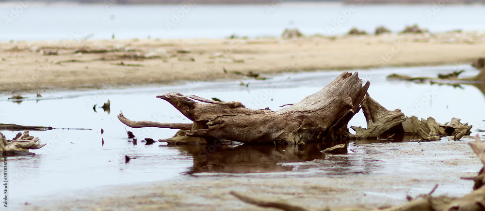 Dry driftwood along the embankment, after low tide Dry driftwood along the embankment, after low tide