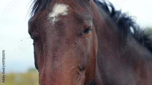 horse standing behind a old wooden fence in a horse farm. shot in slow motion