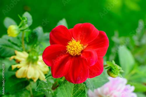 One beautiful large vivid red dahlia flower in full bloom on blurred green background, photographed with soft focus in a garden in a sunny summer day.