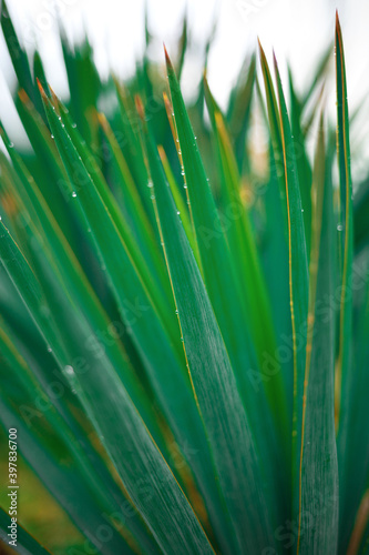 close-up of palm leaves. great background for design