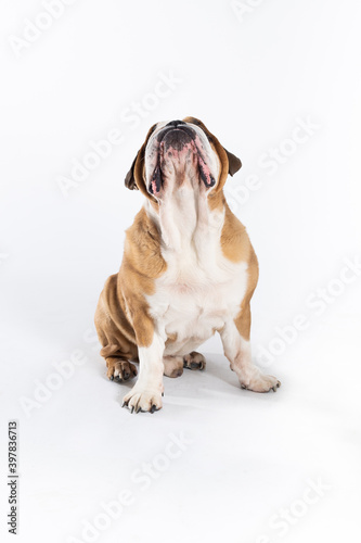 The seated dog is looking up with its mouth closed. The English Bulldog is a purebred dog with a pedigree. The breed of dog belongs to the moloss group.