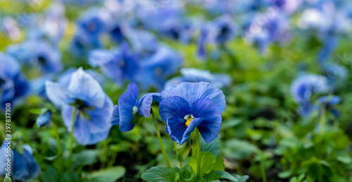 Flowerbed with blue flowers - pansies